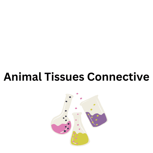 Animal Tissues  Connective